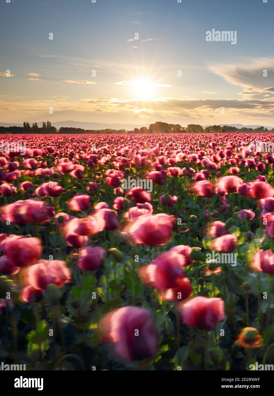 Mohn lila Feld bei Sonnenuntergang Stockfoto