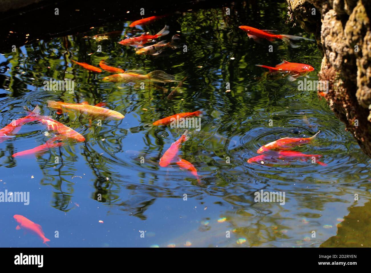 Selektive Fokusaufnahme von Koi-Fischen, die im Teich schwimmen Stockfoto