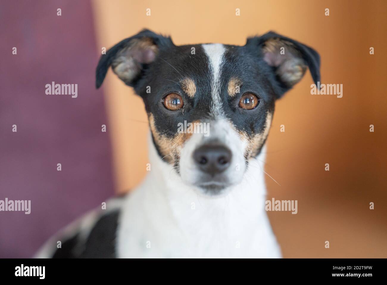 Hasenscharte Hund