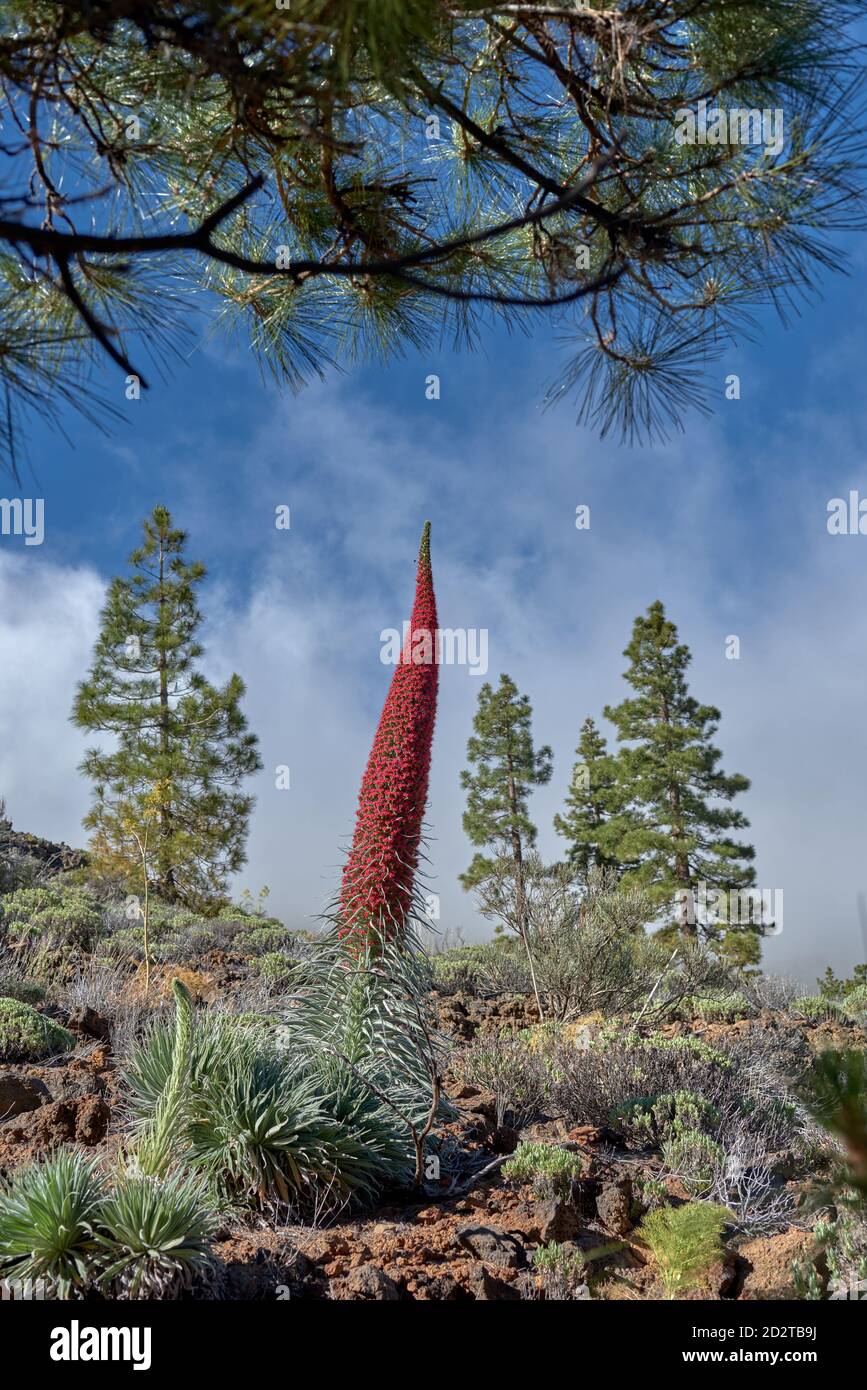 Majestätischer Blick auf den Teide Nationalpark mit blühendem roten Tajinaste Pflanzen auf dem Hintergrund der erstaunlichen Berg unter blauem Himmel Stockfoto