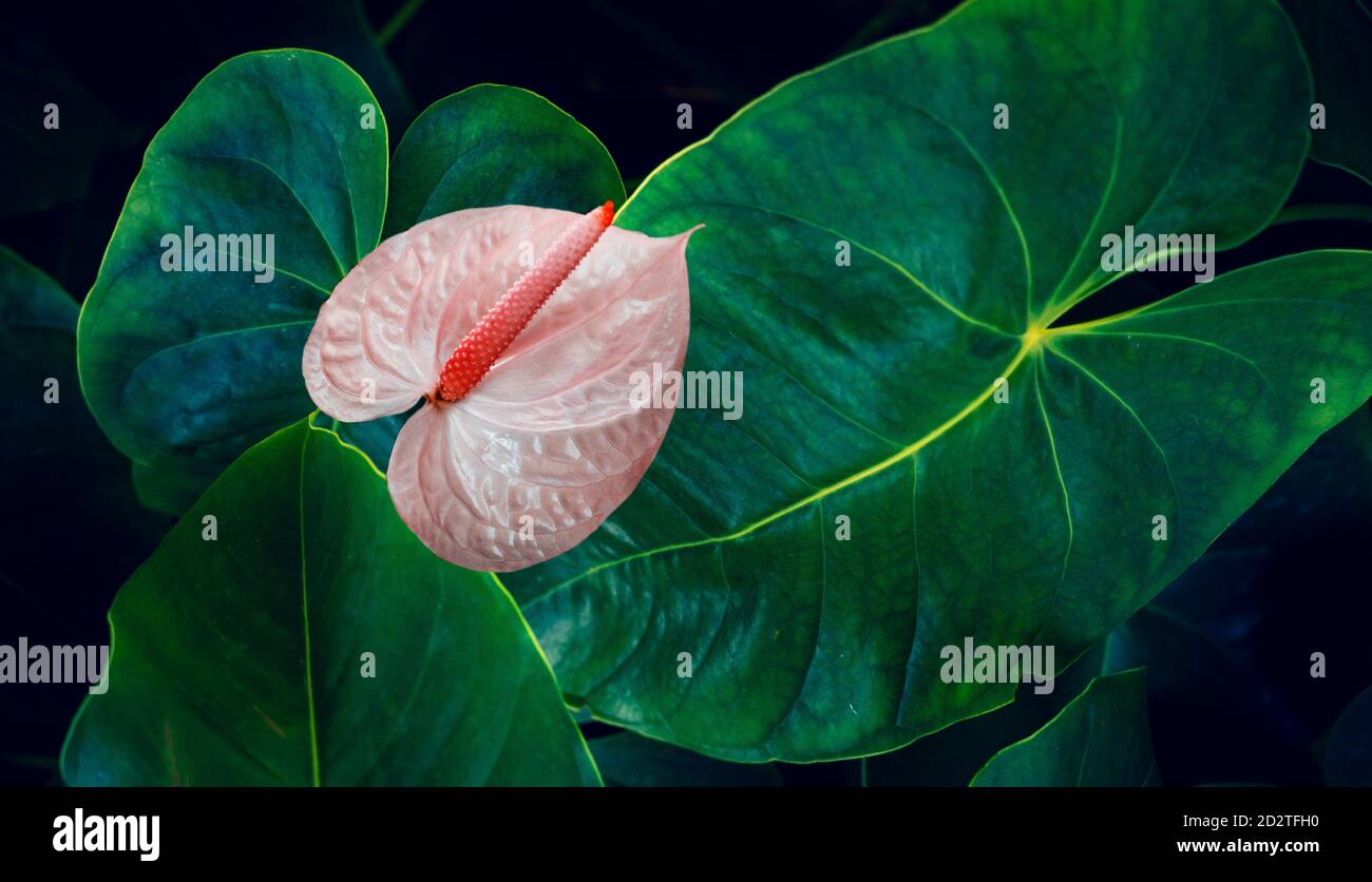 Anthurium im natürlichen Hintergrund hat eine üppige grüne Farbe. Tropische Blätter bunte Blume auf dunklen tropischen Laub Natur Hintergrund dunkelgrüne Foli Stockfoto