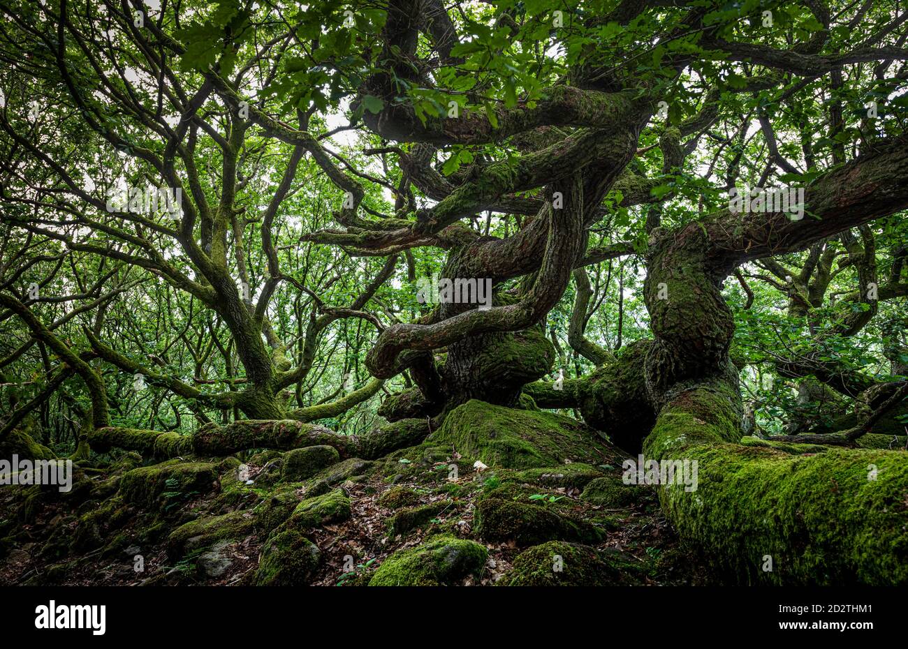 Knorrige Bäume in Priddock wood Peak District Derbyshire England Großbritannien Stockfoto