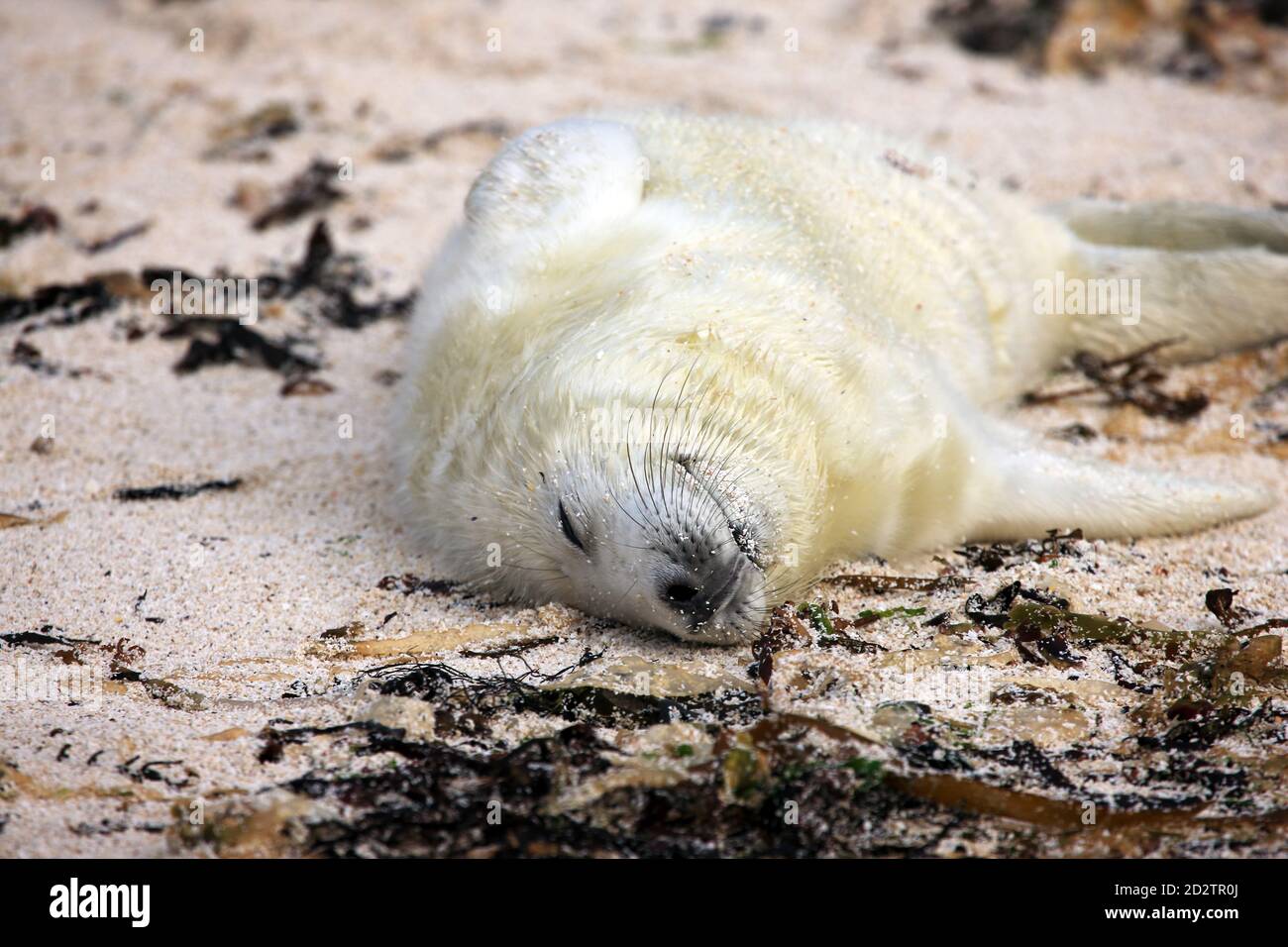 Neugeborener grauer Robbenhund (Halichoerus grypus) Entspannt und zufrieden, während man auf dem Rücken schnell schläft Ein abgeschiedener Strand in den Inneren Hebriden von Schottland Stockfoto