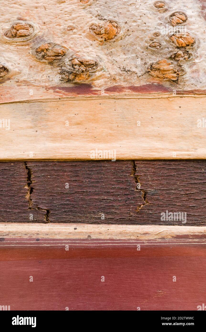 Nahaufnahme der Muster und Texturen in der Rinde Einer Birkenkirsche (Prunus serrula) Stockfoto