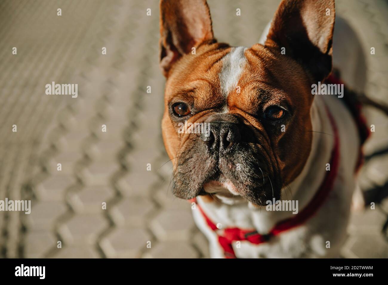 Liebenswert ernst braun und weiß Französisch Bulldogge mit rotem Kragen Stehen auf dem Bürgersteig und Blick auf die Kamera Stockfoto