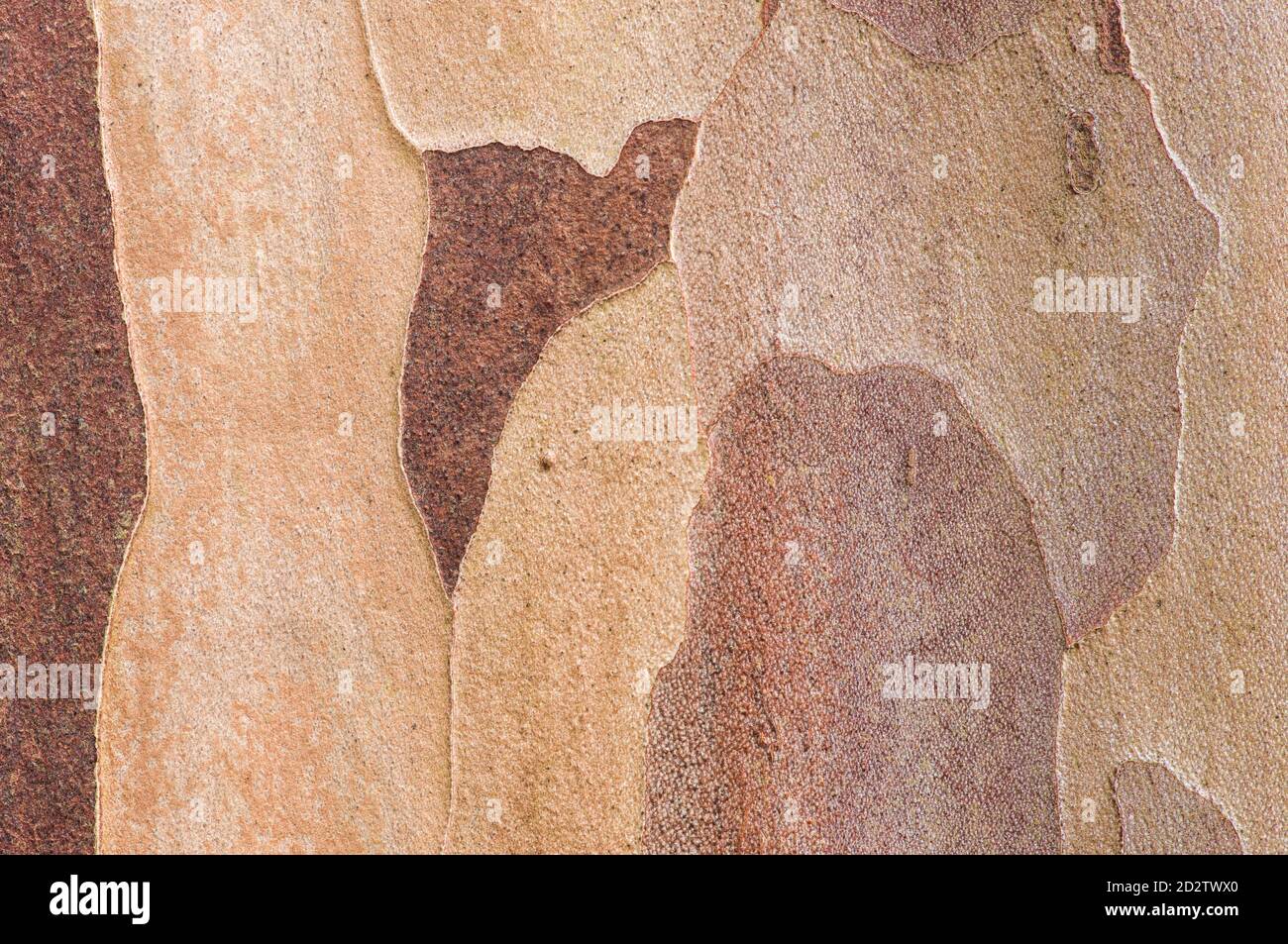 Makroaufnahme der Muster in der Rinde eines Stewartia pseudocamillia Baum Stockfoto