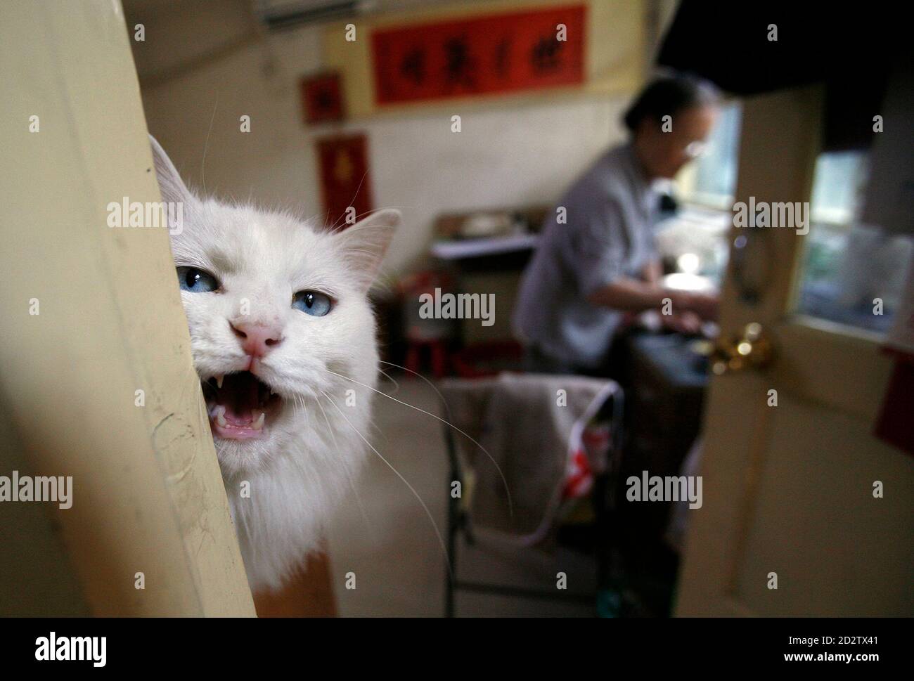 Katze miaut -Fotos und -Bildmaterial in hoher Auflösung – Alamy