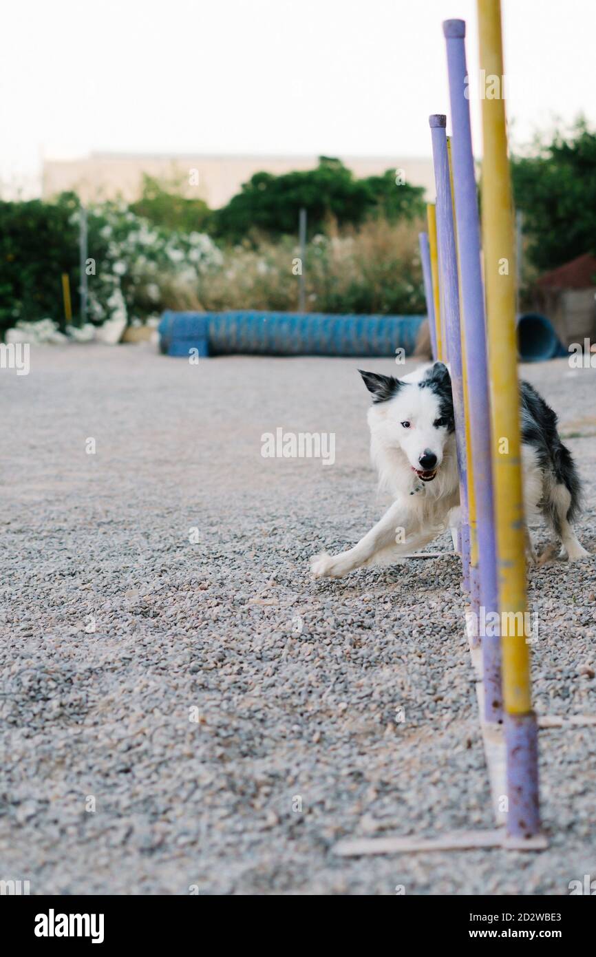 Border Collie Hund tun Übung auf Webstangen während Hindernis Platz auf dem Spielplatz mit Agility-Ausrüstung Stockfoto