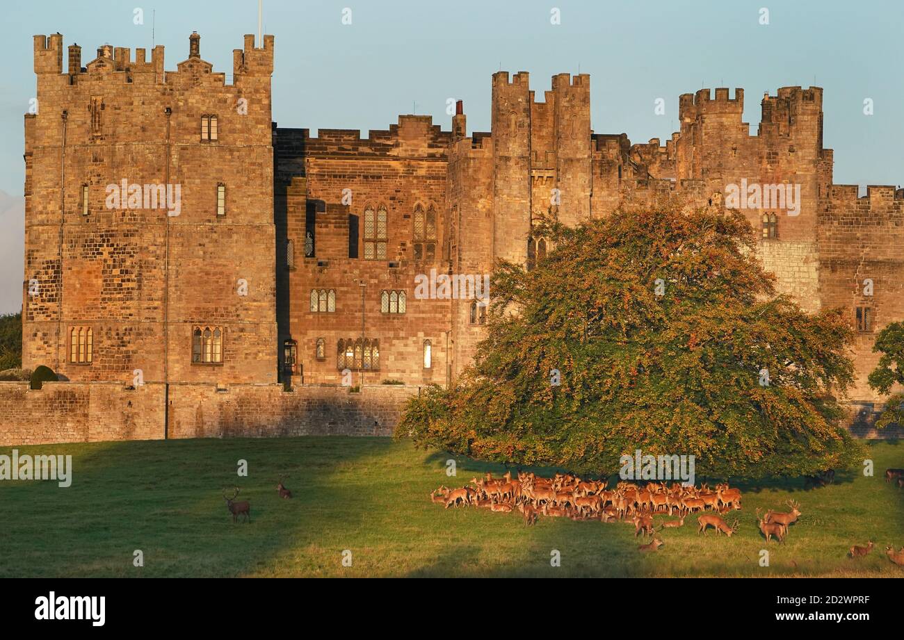 Deer at Raby Castle, ein mittelalterliches Schloss in der Nähe von Staindrop in der Grafschaft Durham. Stockfoto