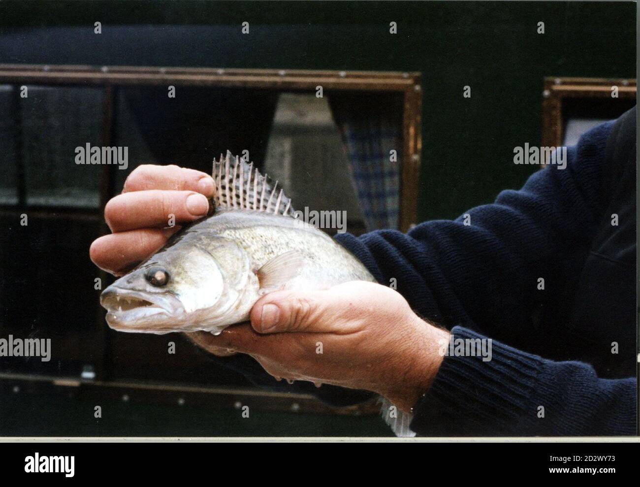 Undatierte Datei eines Fisches namens Zander. Eine Kampagne wurde heute (Dienstag) von British Waterways gestartet, um mehr Menschen zu ermutigen, die Raubfische zu essen. Zanders wurden illegal in die Kanäle eingeführt mehr als 30 Jahren von Angler und haben eine deutliche Vorliebe für einheimische britische Fische in dem Maße entwickelt, zu einem ernsten Problem, daher die Kampagne. SIEHE PA-GESCHICHTE VERBRAUCHERFISCHE. Stockfoto