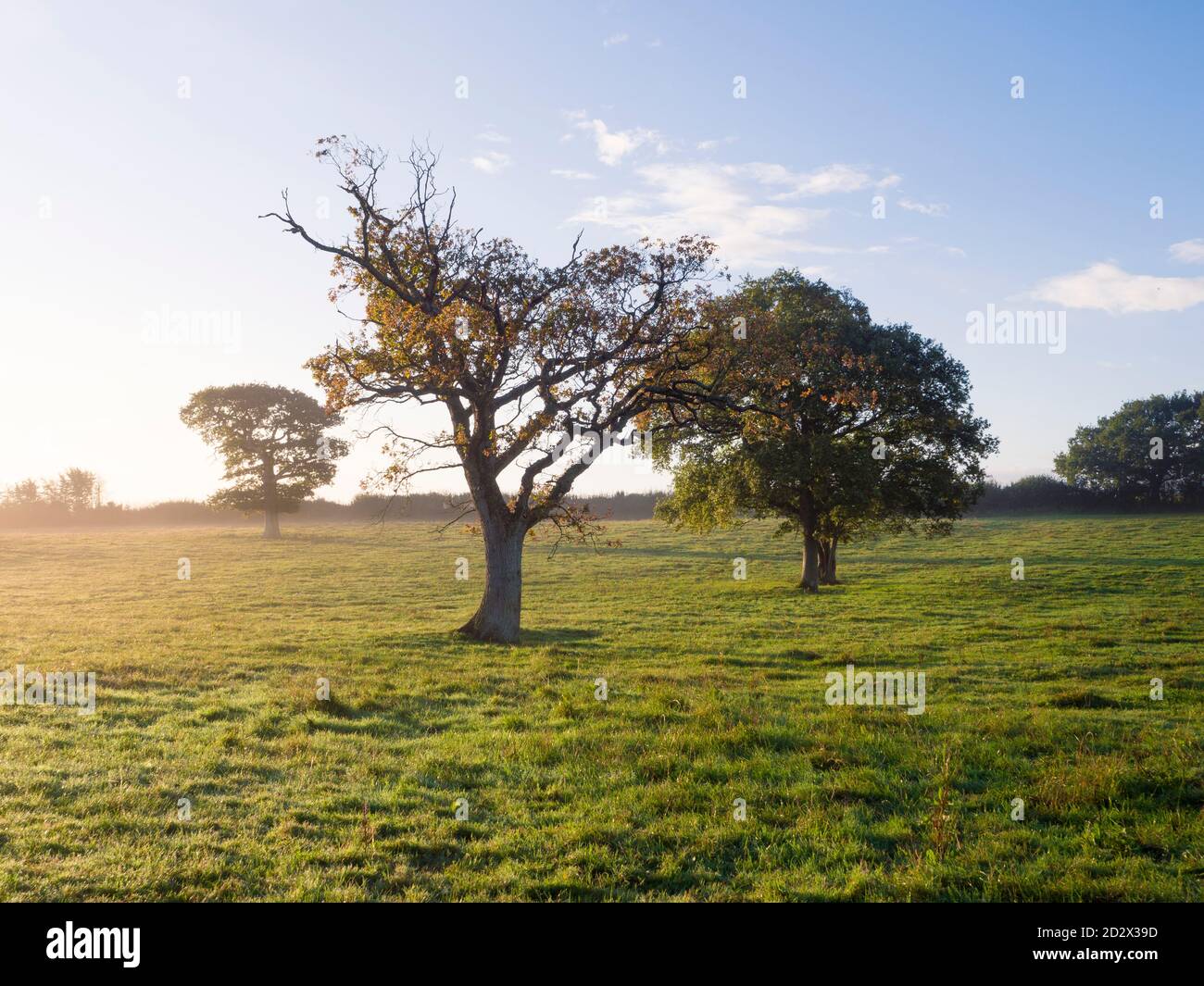 Ein nebliger herbstlicher Sonnenaufgang über der Landschaft von North Somerset in der Nähe von Wrington, England. Stockfoto