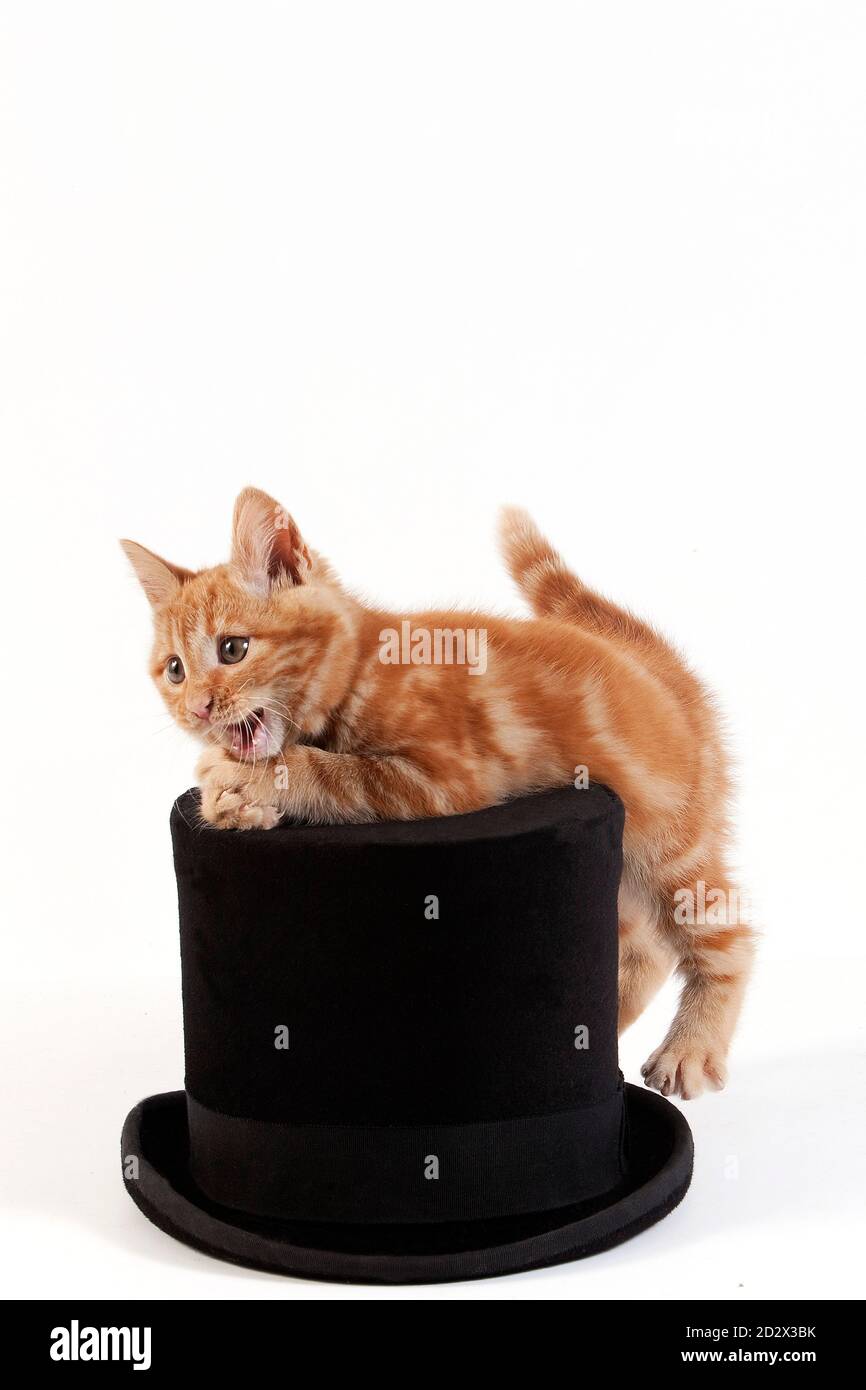 Red Tabby Hauskatze, Katze im Hut vor weißen Hintergrund spielen Stockfoto