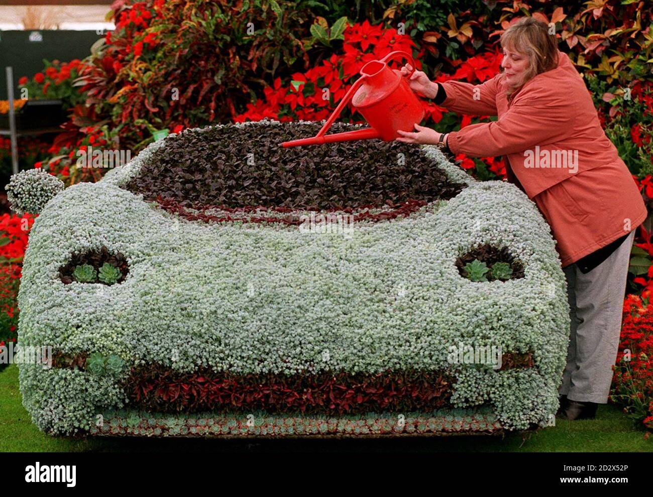 Averill Cooke bewässert ein Blumenmodell des Jaguar XJ220 im Vorfeld der morgigen Chelsea Flower Show in London. Das Modell wurde aus einem Stahlrahmen mit Kapillarmattierung und einer Kompostschicht hergestellt. Der Rahmen wurde dann mosiert und mit Hühnerdraht bedeckt, bevor 10,000 silberne Sedum-Teppichbettpflanzen einzeln per Hand in jede Hühnerdrahtzelle gepflanzt wurden. Stockfoto