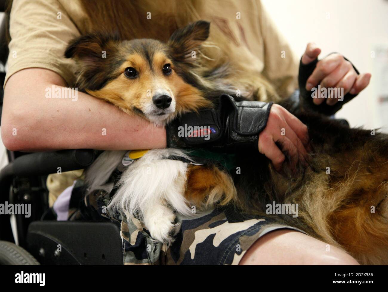 Multiple Sklerose Patienten John Hester es Wagen hält, einen zweibeinigen  Sheltie Hund verwendet in der Therapie für Menschen mit Behinderungen in  Denver, Colorado 16. Juli 2009. Wagen mit allen vier Beinen aber