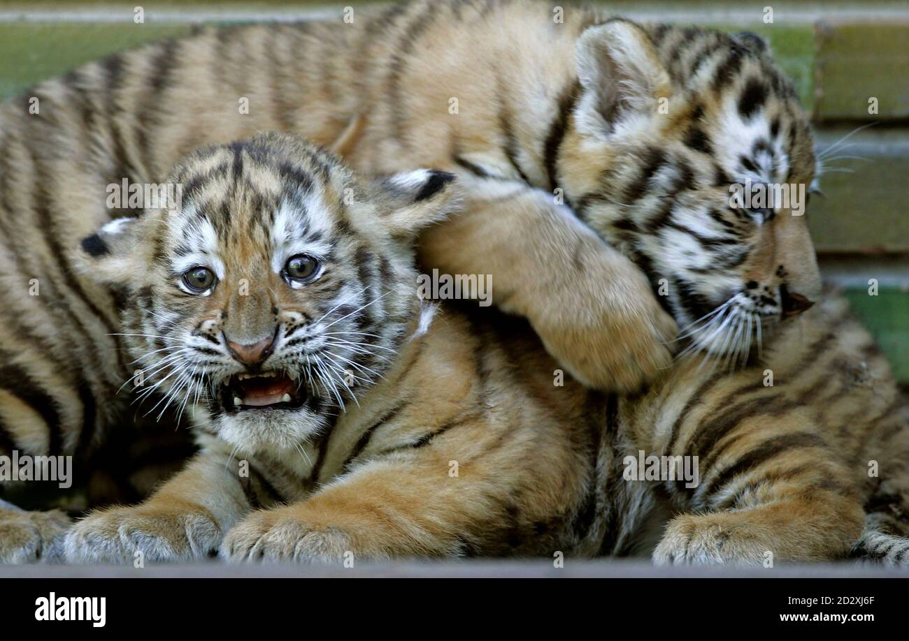 Tiger Cub Lenuta Kriecht Uber Ihren Bruder Costel In Ihrem Gehege Im Zoo Von Galati 250km Nordostlich Von Bukarest 26 Juli 2007 Die Beiden Tigerbabys Von Einem Der Am Meisten Bedrohten Tierarten