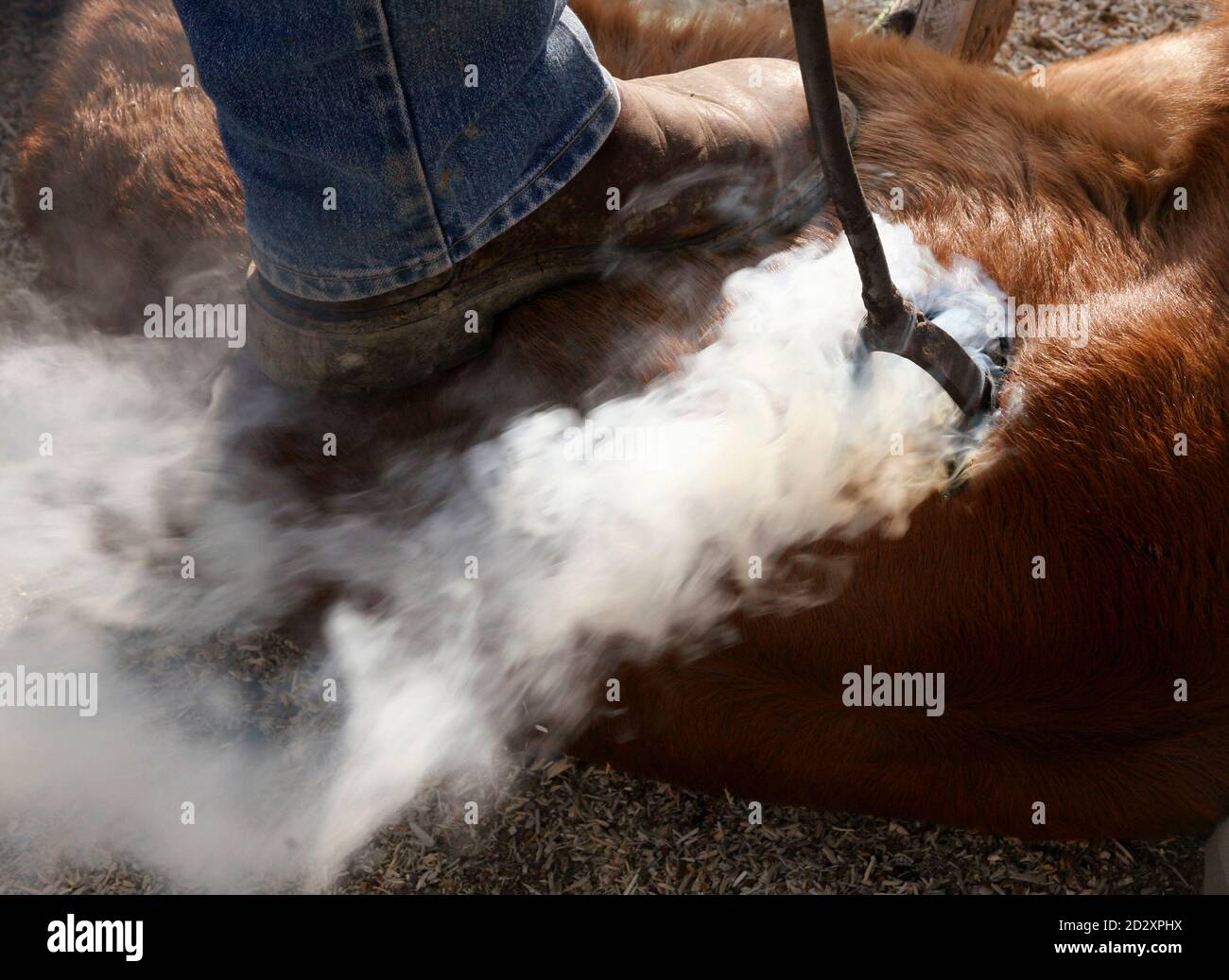Kastrieren mann -Fotos und -Bildmaterial in hoher Auflösung – Alamy