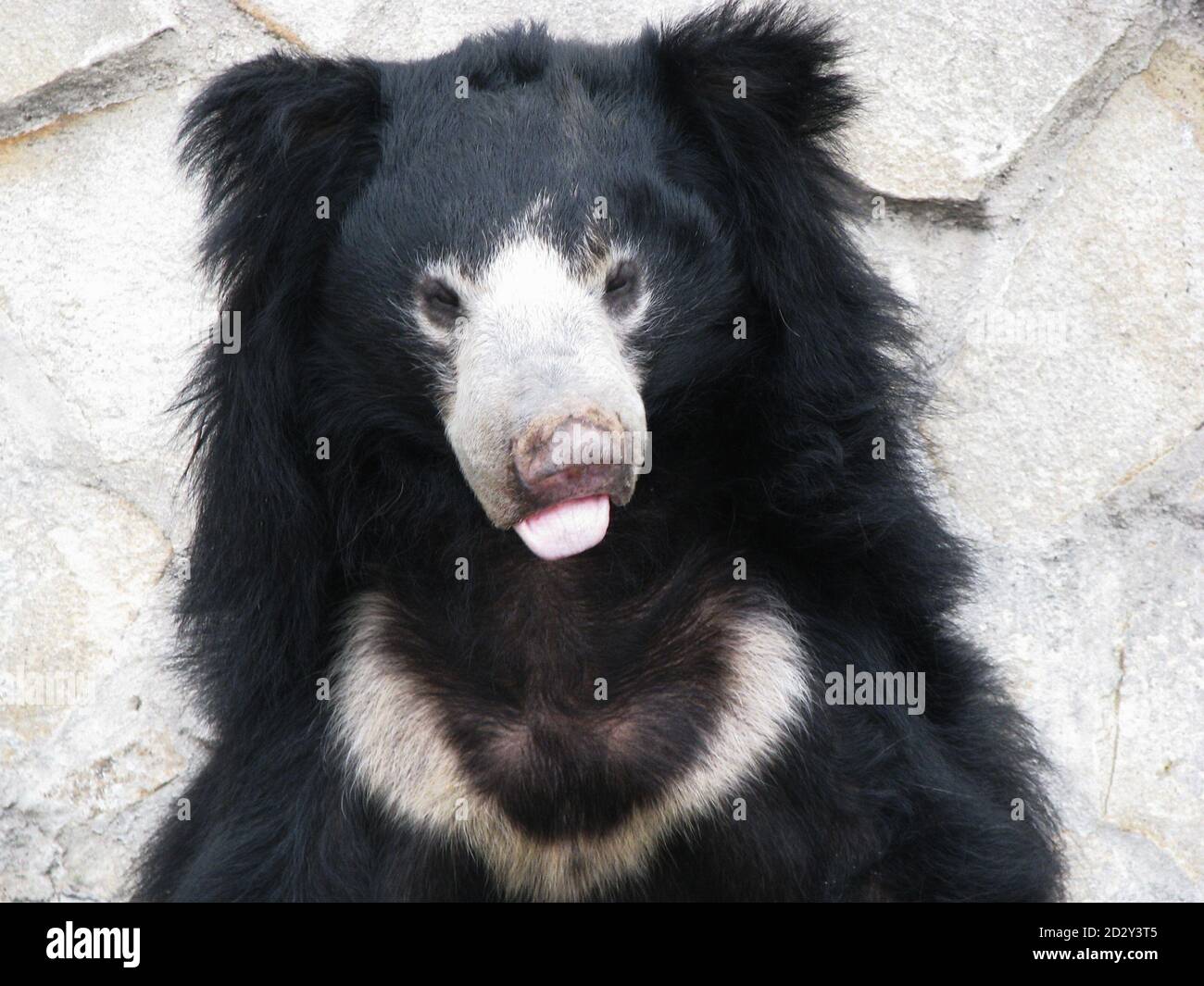 Im Himalaya im Sommer lebt er im Winter auf einer Höhe bis zum Fuß der Berge. Junger schwarzer Ussuri-Bär. Schnauze Ursus thibetan Stockfoto