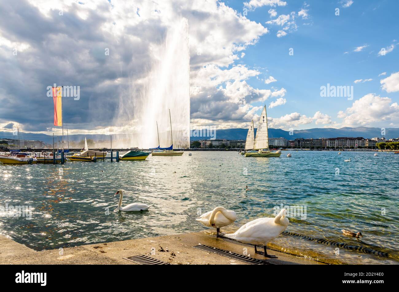 Schwäne am Ufer des Genfersees und der Jet d'Eau in der Ferne, der 140 Meter hohe Wasserstrahl in der Genfer Bucht, Schweiz. Stockfoto