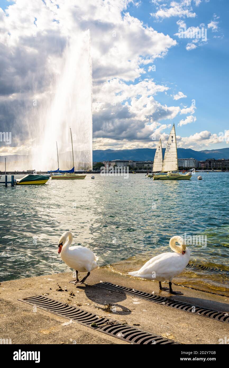 Schwäne am Ufer des Genfersees und der Jet d'Eau in der Ferne, der 140 Meter hohe Wasserstrahl in der Genfer Bucht, Schweiz. Stockfoto