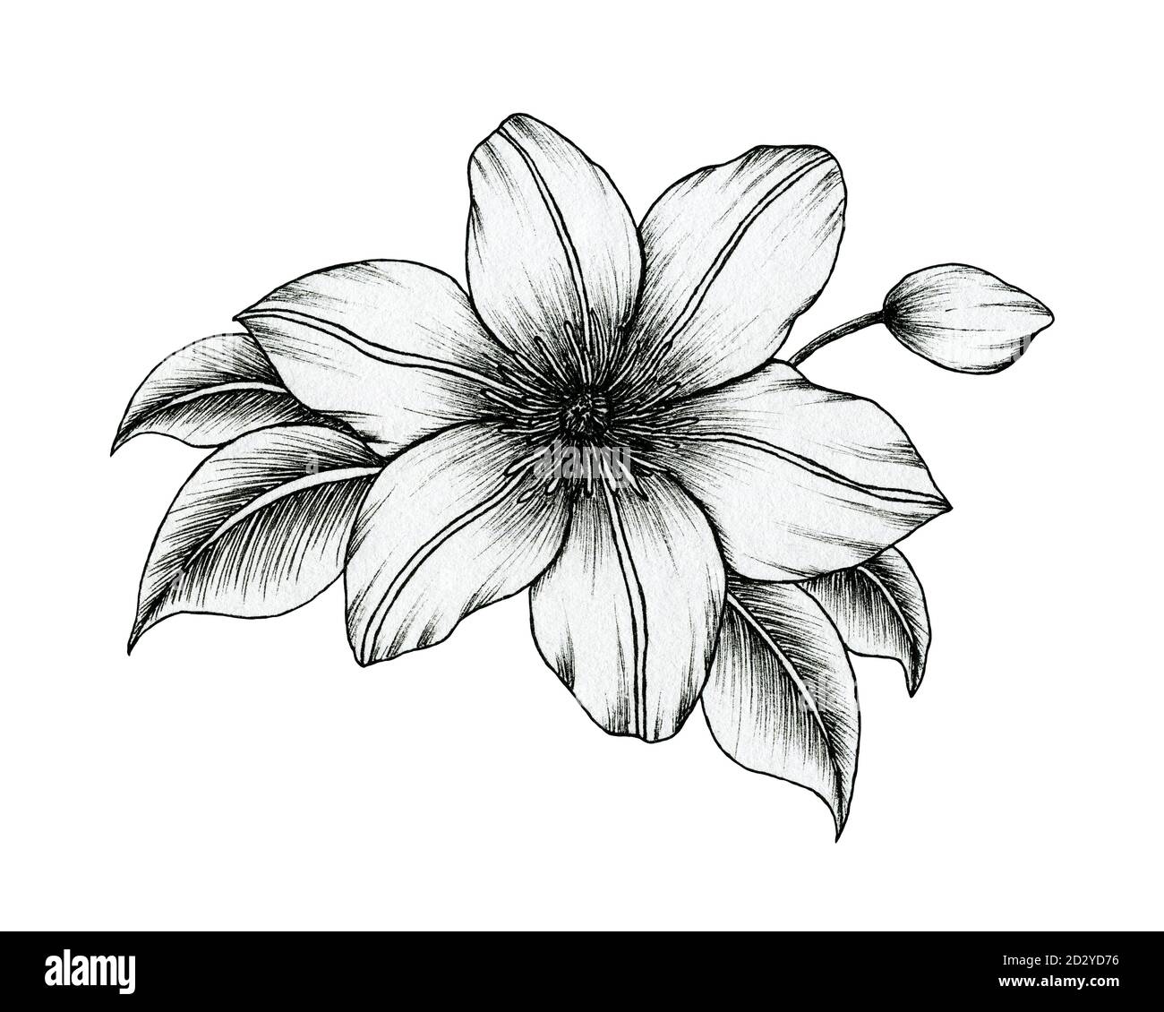 Hand gezeichnete Tinte Clematis Blumen isoliert auf weiß, schwarz und