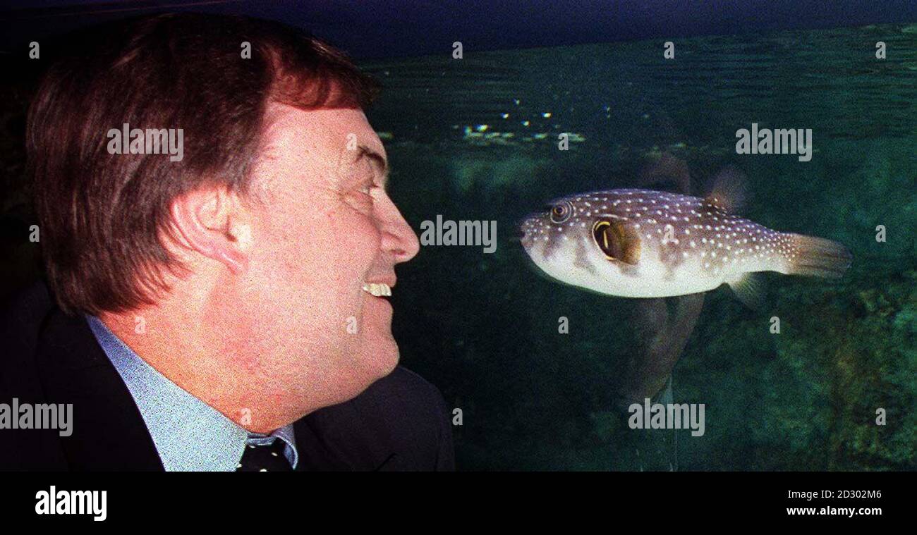 Der britische Vizepremierminister John Prescott steht einem Korallenfisch bei einem Besuch am Donnerstag, dem 10. Dezember 1998 im Londoner Aquarium gegenüber, wo er für weltweite Bemühungen zum Schutz der fragilen marinen Ökosysteme plädierte. Herr Prescott, ein begeisterter Taucher, sagte, dass Touristen, die Korallenklumpen für Souvenirs abschneiden, der "Umweltkriminalität" schuldig sind. Siehe PA Geschichte UMWELT Verbrechen. PA Foto: Toby Melville. Stockfoto
