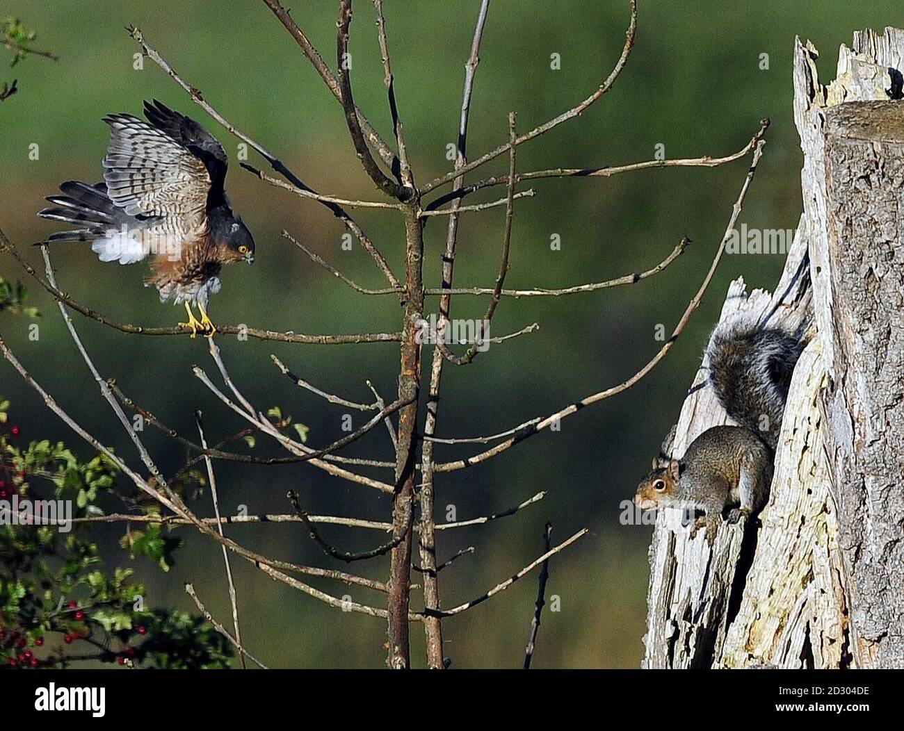 Ein Sperling Falke und ein graues Eichhörnchen stehen einander gegenüber, nachdem der Falke in einem Baum landete.das Eichhörnchen nistet in Bolton Percy bei York. Stockfoto