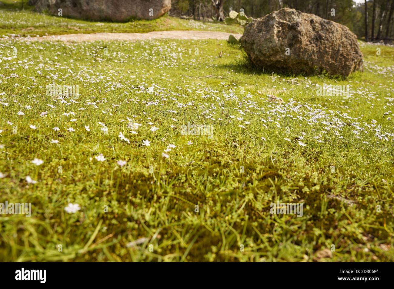 Teppich aus wilden Blumen, die die Freude des Frühlings schreien Australien Stockfoto
