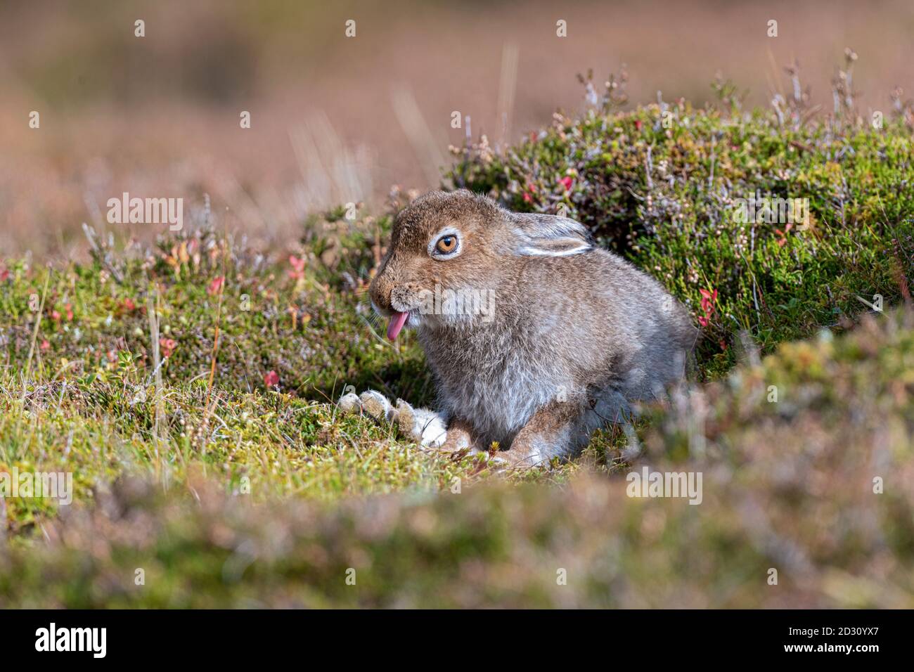 Berghase (lepus timidus) Leveret Pflege im Sommer Pelage Stockfoto