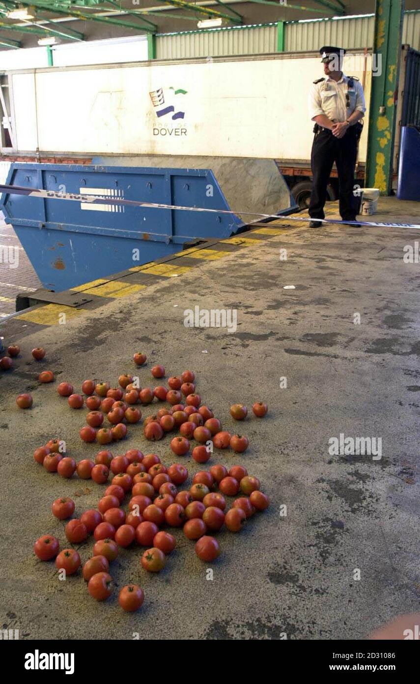 Ein Polizist aus Kent, der neben Tomaten aus dem Container steht und Tote Asylbewerber in Dover Docks transportiert. Die Polizei von Kent sagte, dass 58 Leichen, die als illegale Einwanderer gälten, kurz nach Mitternacht auf dem Rücken eines holländisch registrierten Lastwagens gefunden wurden. * zwei Personen, die im Heck des Fahrzeugs lebend gefunden wurden, wurden ins Krankenhaus gebracht. Stockfoto