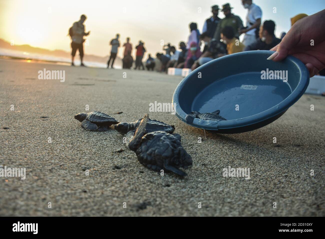 Mehrere Grünschildkröten Babys (Chelonia mydas) im Alter von 3 Wochen liefen auf hoher See, als sie im Bajul Mati Beach, Malang, Ost-Java, Indonesien freigelassen wurden Stockfoto