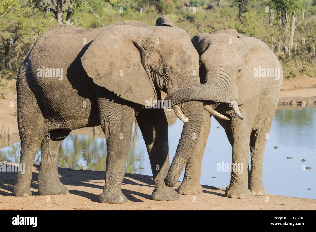 Paar afrikanische Elefanten berühren und umarmen sich zärtlich vor einem Wasserloch im Kruger National Park, Südafrika Stockfoto