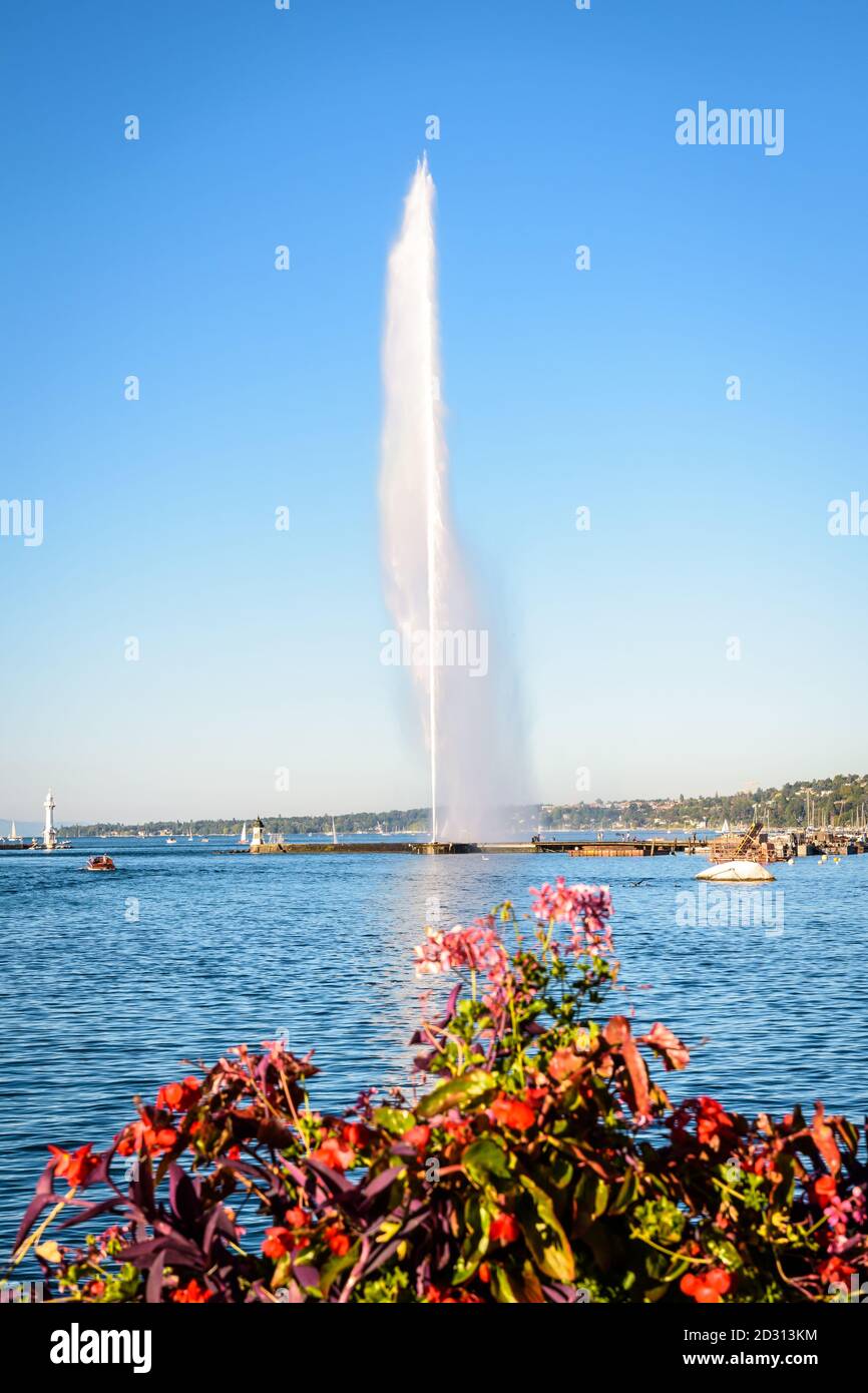 Der Jet d'Eau in der Genfer Bucht, Schweiz, ein 140 Meter hoher Wasserstrahlbrunnen, mit Blumen im Vordergrund an einem sonnigen Sommernachmittag. Stockfoto