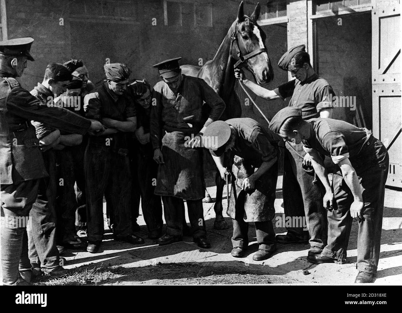 BRITISH ARMY c1939: Rekruten der Horse Transport Unit, die dem Royal Army Service Corps angeschlossen sind und lernen, wie man ein Pferd mit Schuhen anstellt. Bild Teil der PA Zweiten Weltkrieg Sammlung. Stockfoto