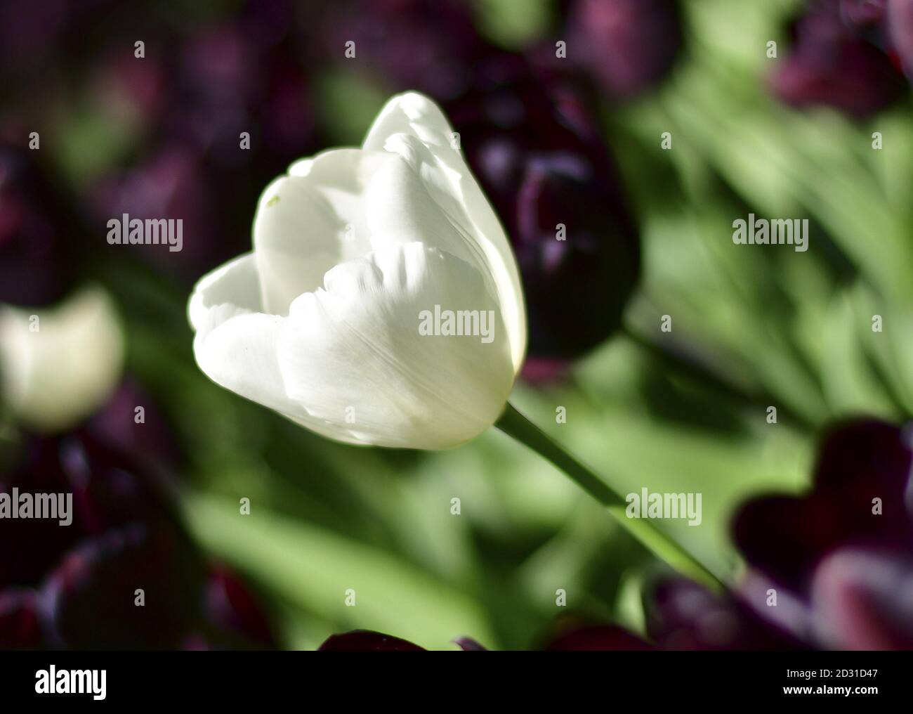 Weiße Tulpe in der Mitte einer schwarzen Wiese Tulpen Stockfoto