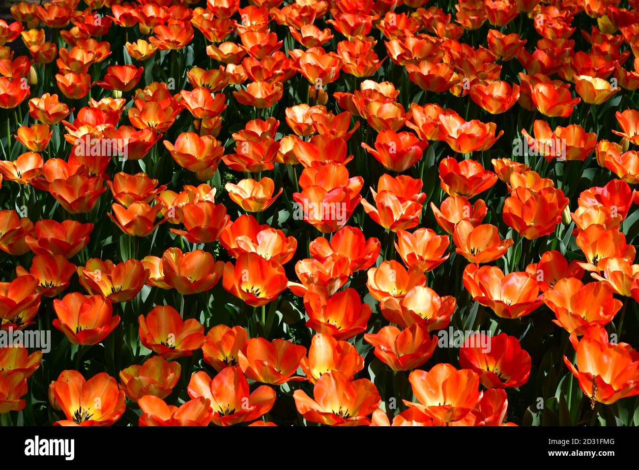 Wiese von orangen Tulpen Stockfoto
