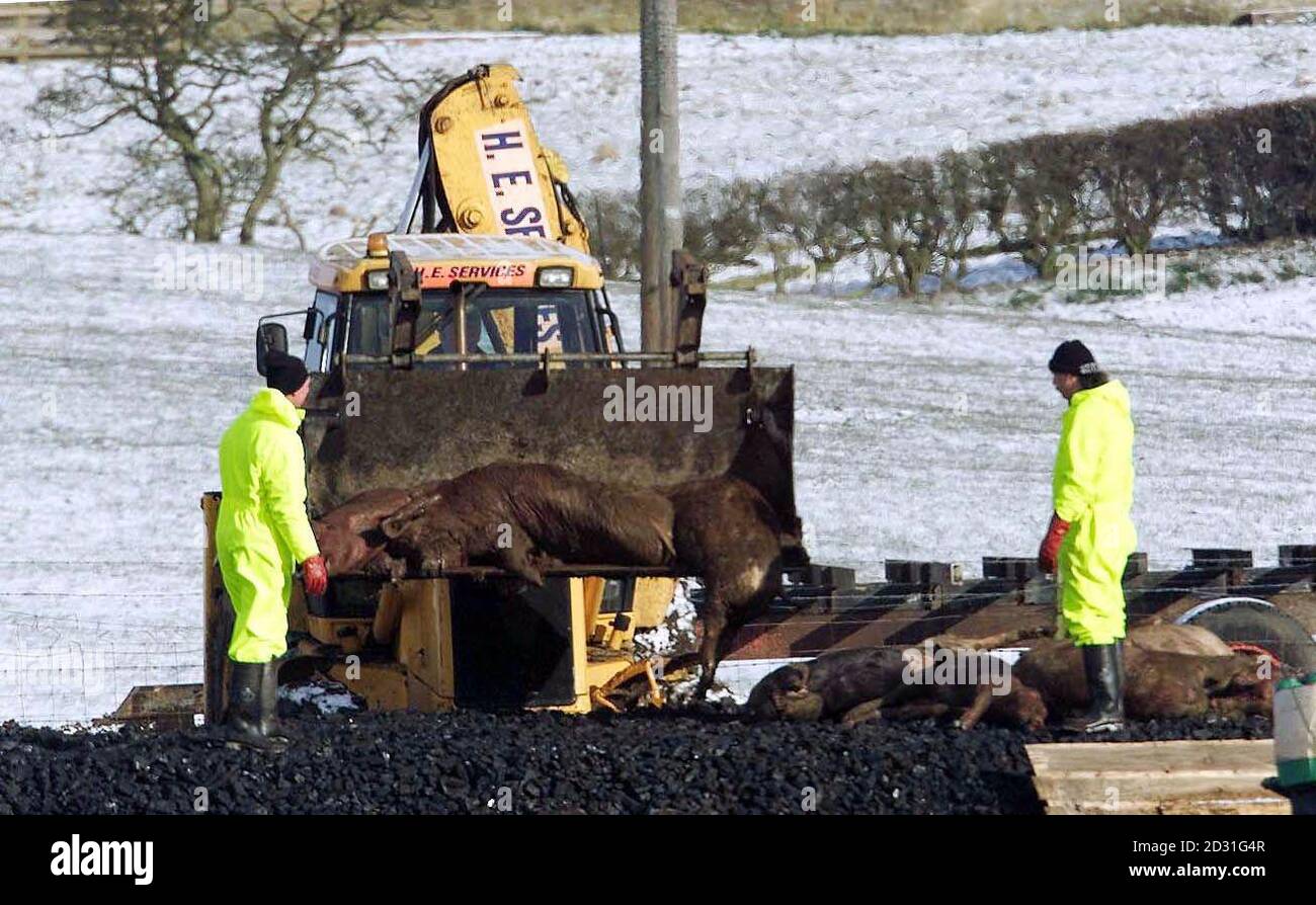 Die Leichname von Hunderten von Tieren, die auf der Burnside Farm in Heddon-on-the-Wall, Northumberland, verbrannt werden. Arbeiter des Landwirtschaftsministeriums bauen einen riesigen Scheiterhaufen für die geschlachteten Tiere. * wo der Ausbruch der jüngsten Maul- und Klauenseuche vermutlich begonnen hat. Stockfoto