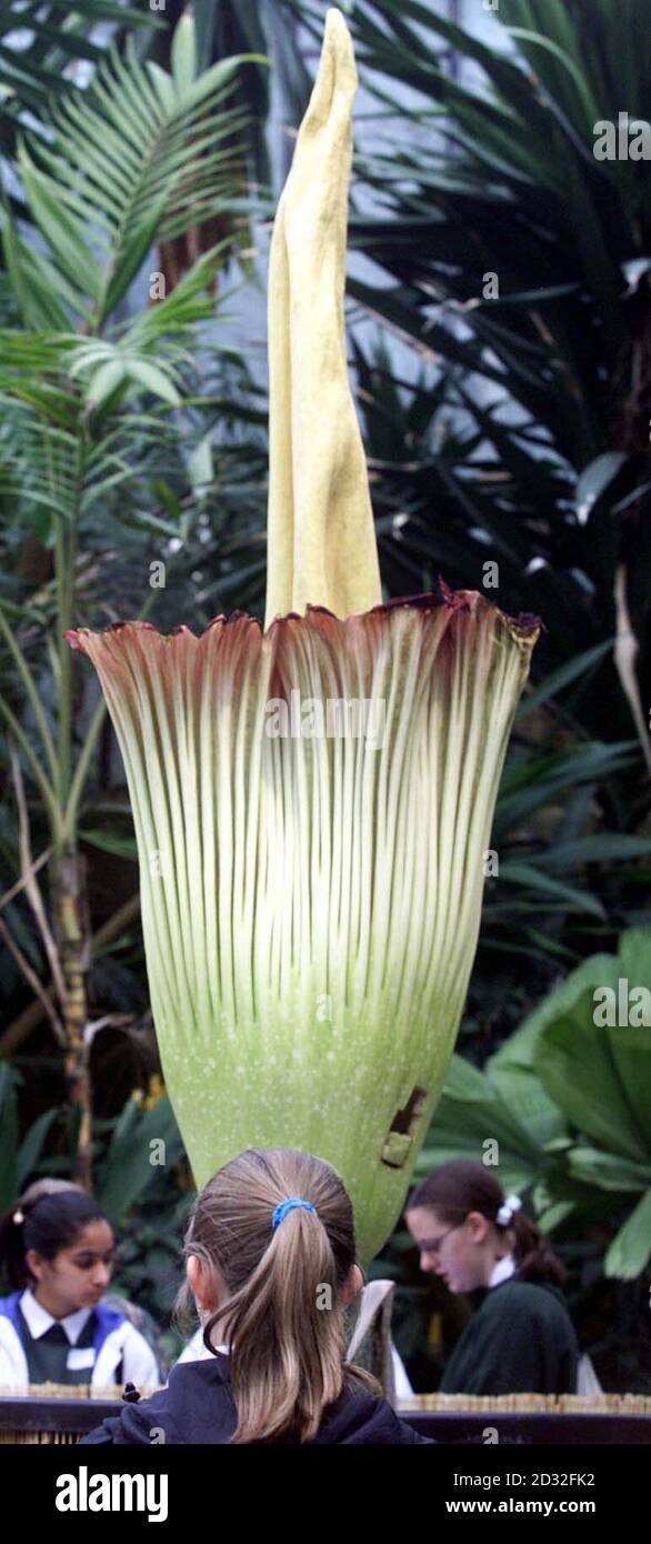 Besucher der Royal Botanic Gardens in Kew im Westen Londons können die angeblich größte - und stinkendste - Blume der Welt sehen. Der Amorphallus titanum wächst in den Regenwäldern der Sumatra und benötigt mehrere Jahre, um seine Reife zu erreichen. *die Experten von Kew pflegen diese seit einigen Jahren sorgfältig, bevor sie vor ein paar Tagen zu blühen begann und sie hat sich nun entfaltet, um ihr blutrotes Inneres zu offenbaren - und ein Aroma zu erzeugen, das eine Mischung aus verrottendem Fleisch und Exkrementen ist. Stockfoto