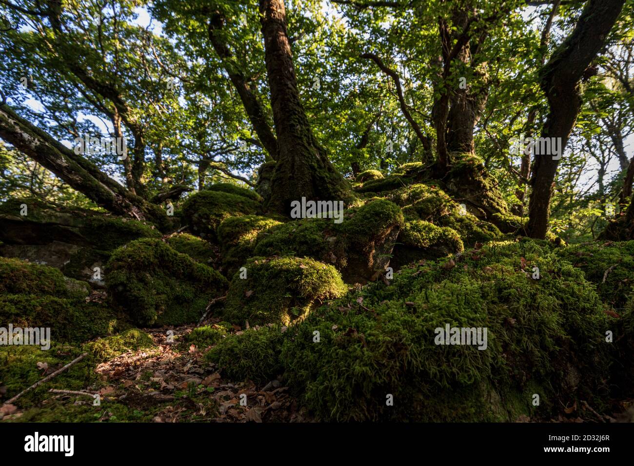 Ty Canol ist ein wunderschöner alter Wald im Herzen von Pembrokeshire, Wales, Großbritannien Stockfoto