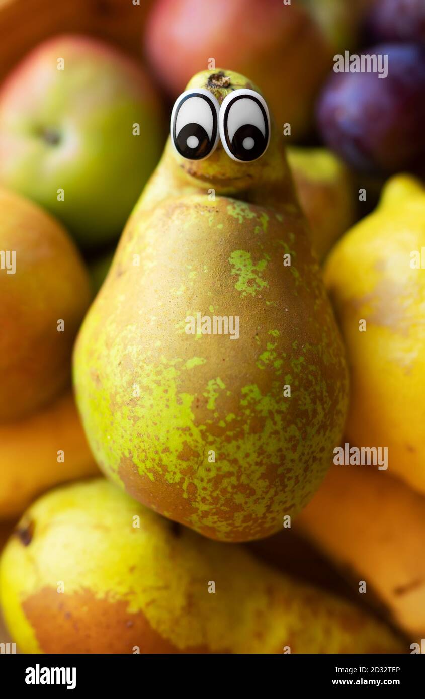 Birne mit Augen liegt auf den Früchten. Homunculus loxodontus. Stockfoto
