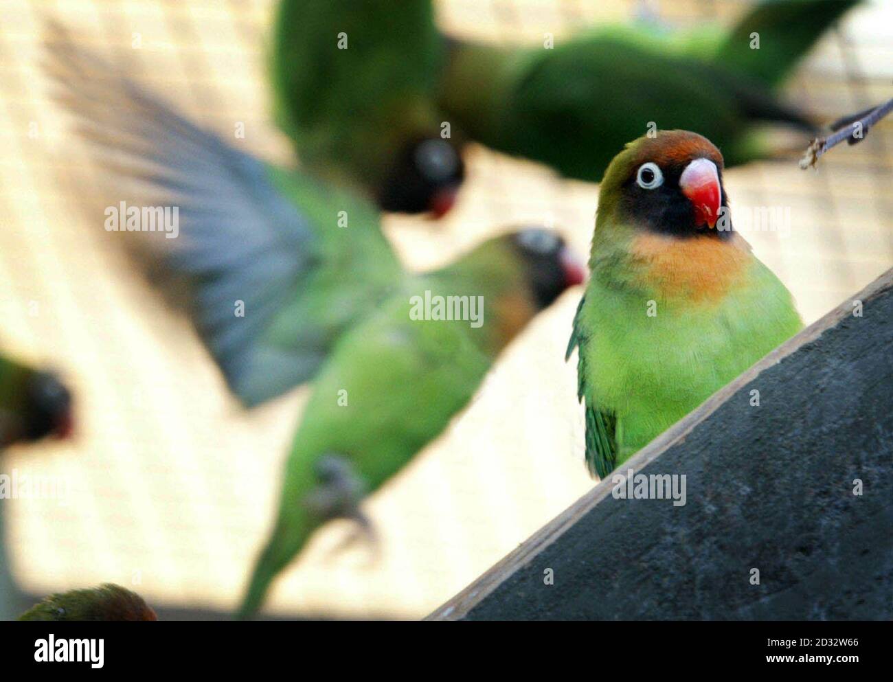 Besucher des Marwell Zoo in der Nähe von Winchester haben die Möglichkeit, ihre romantische Seite an diesem Valentinstag zu zeigen, indem sie ein Paar schwarze gefiederte Lovebirds als Geschenk an ihren Partner adoptieren. * die bunten Kreaturen haben ihren Namen wegen der beträchtlichen Aufmerksamkeit, die das Männchen auf das Weibchen lavaishes, verbringen viel Zeit in der gegenseitigen Züchtung; aber Afrikas gefährdetsten Papageien haben eindeutig Liebe auf ihrem Kopf, erfolgreich produzieren 13 Küken im Wildpark im Jahr 2002. Das Geschenk hat sich bei Vogelliebhabern, die bis Anfang Februar die Adoptionen aufgeschnappt beliebt erwiesen. Stockfoto