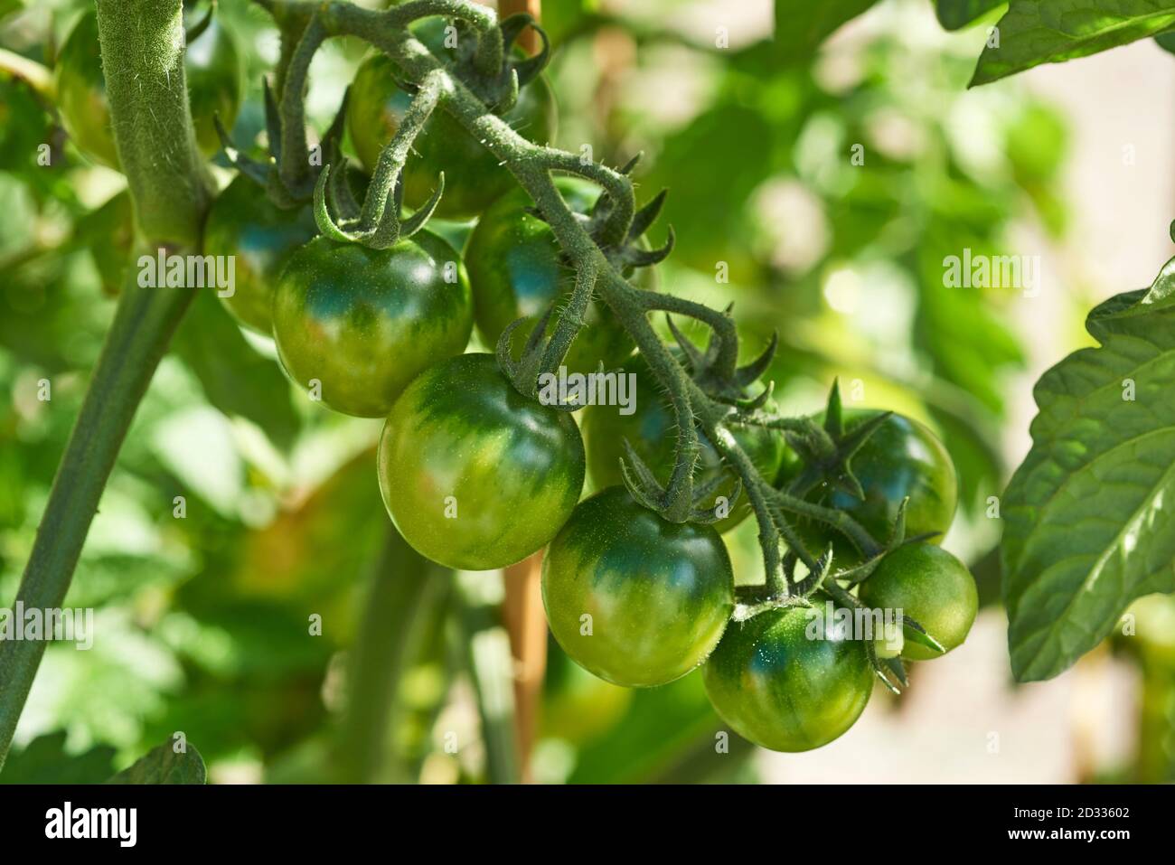 Nahaufnahme von reifenden Tomaten auf einer selbst angebauten Tomate Anlage Stockfoto