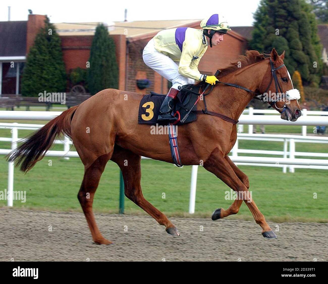 Ripple-Effekt mit Jockey B.Reilly an Bord, bei Lingfield-Rennen. Stockfoto