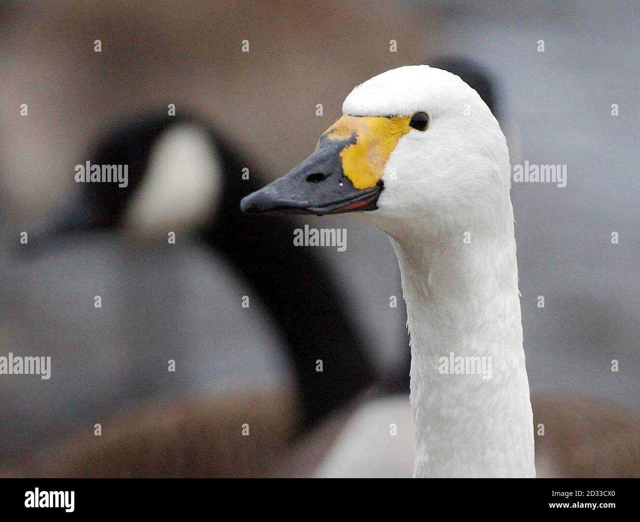 Bewick's Swan am Swan Lake wartet auf das Nachmittags-Futter im Wildfowl and Wetlands Trust, Slimbridge, Gloucestershire. Die Vögel ziehen aus dem arktischen Russland in den Winter bei Slimbridge über eine Reise von 2,000 Meilen mit den meisten wieder Jahr für Jahr. Die ersten Bewick's kamen für diesen Winter Mitte Oktober an und sind jetzt über 260 eine Menge, die steigen wird, wenn das Wetter kälter wird. Sir Peter Scott, der 1946 den Wildfowl and Wetlands Trust (WWT) gründete, entdeckte, dass Bewicks Schwäne individuell an ihren Billingsmustern erkannt werden können. Stockfoto