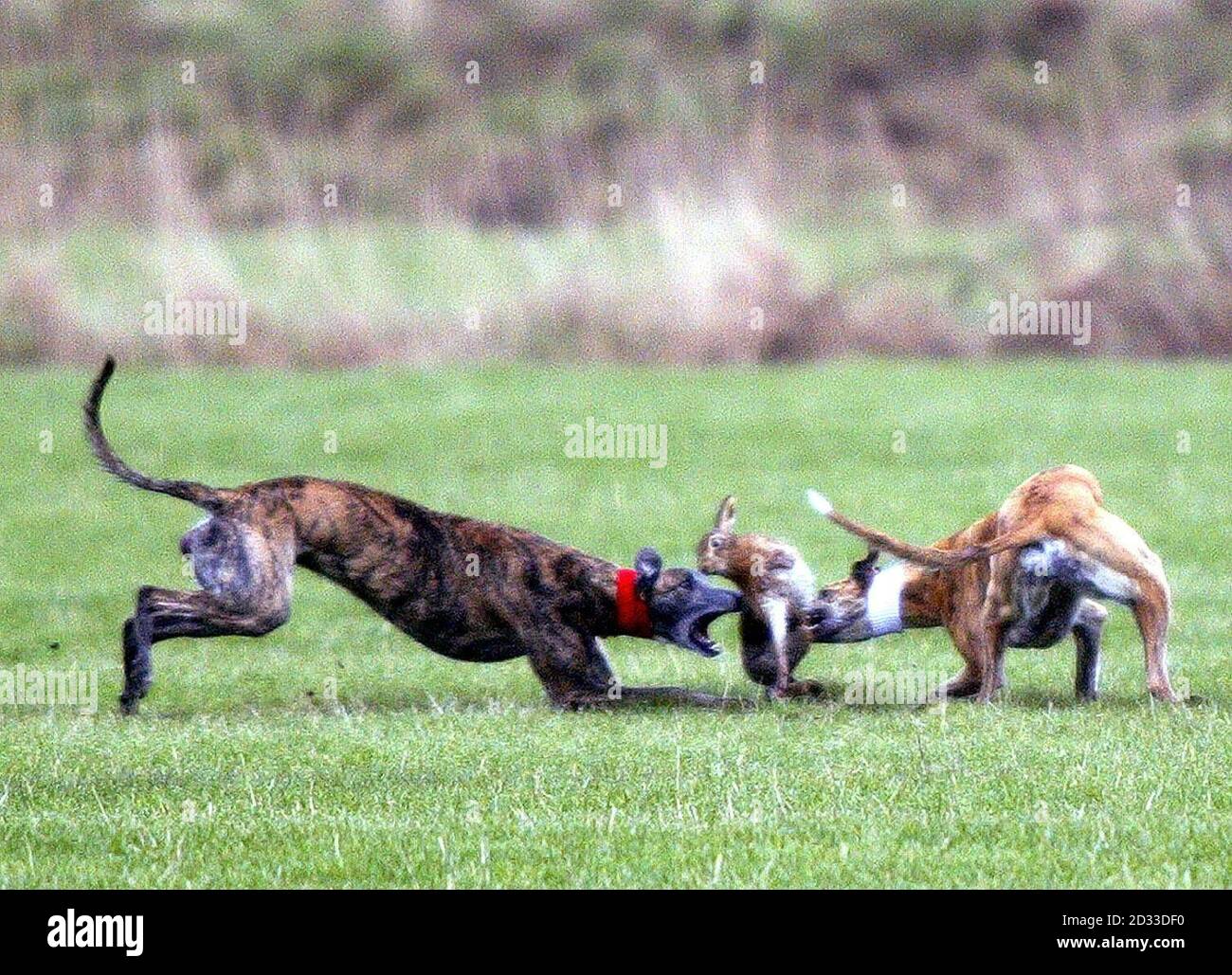 Ein paar Windhunde fangen einen Hasen während des 157. Waterloo Cup auf dem Altcar Anwesen bei Formby, Lancashire. Der umstrittene Waterloo Cup ist Großbritanniens größtes Hase Coursing Event. Stockfoto