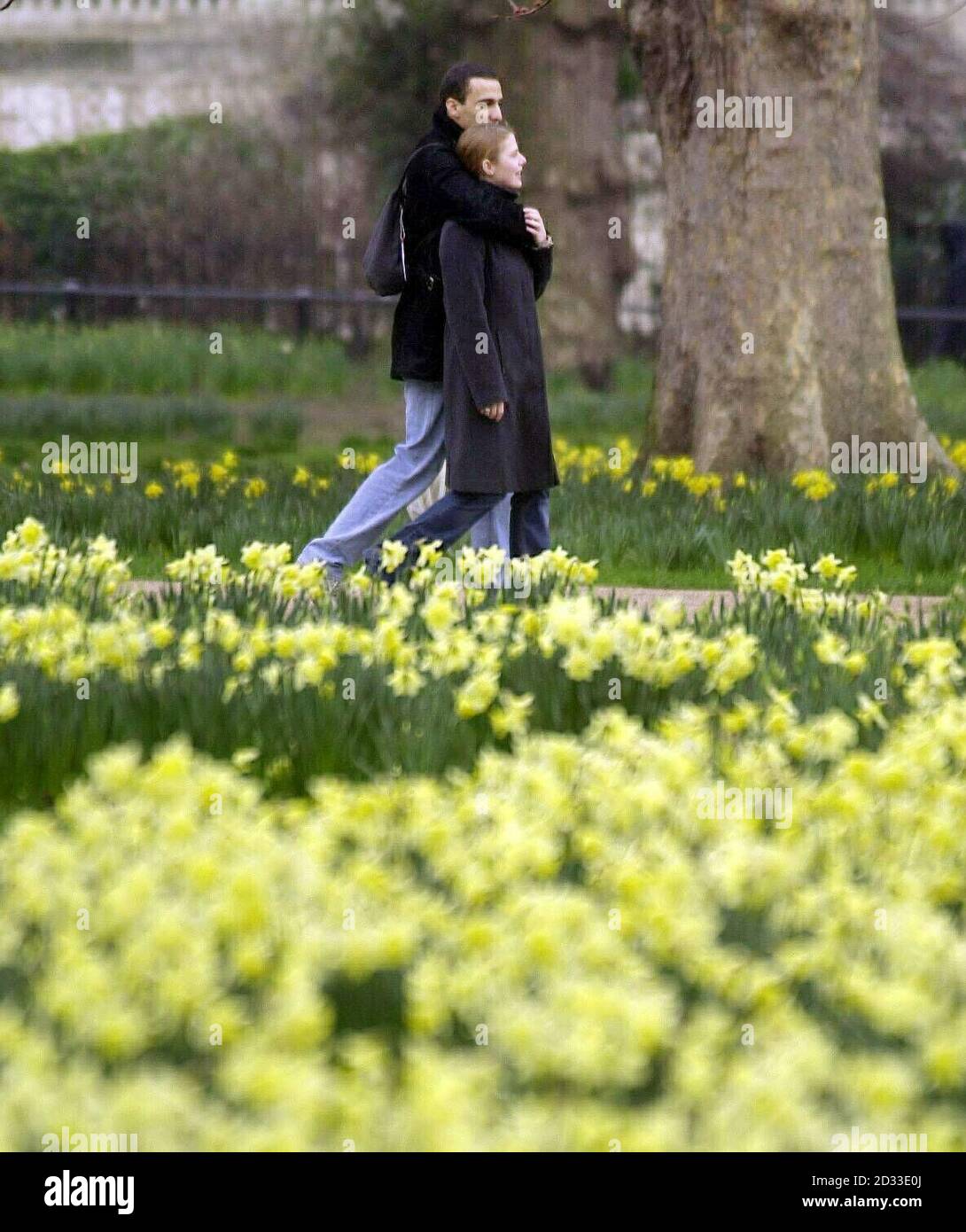 Ein paar Spaziergang durch die Narzissen des frühen Frühlings im Londoner Green Park. Im vergangenen Jahr wurde der Rekord für den heißesten Tag in Großbritannien im August gebrochen, als die Temperaturen auf mehr als 100F stiegen. Stockfoto