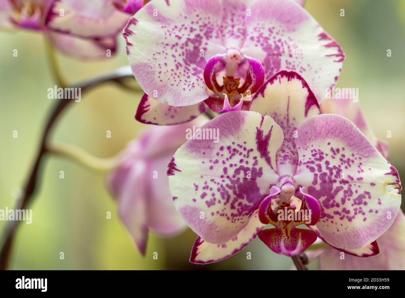 Rosa Phalaenopsis Orchidee beschmutzt Stockfoto