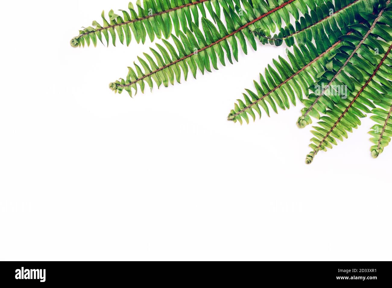 Farn natürlichen Hintergrund mit leerer Papierkarte und freien Kopieplatz. Stockfoto