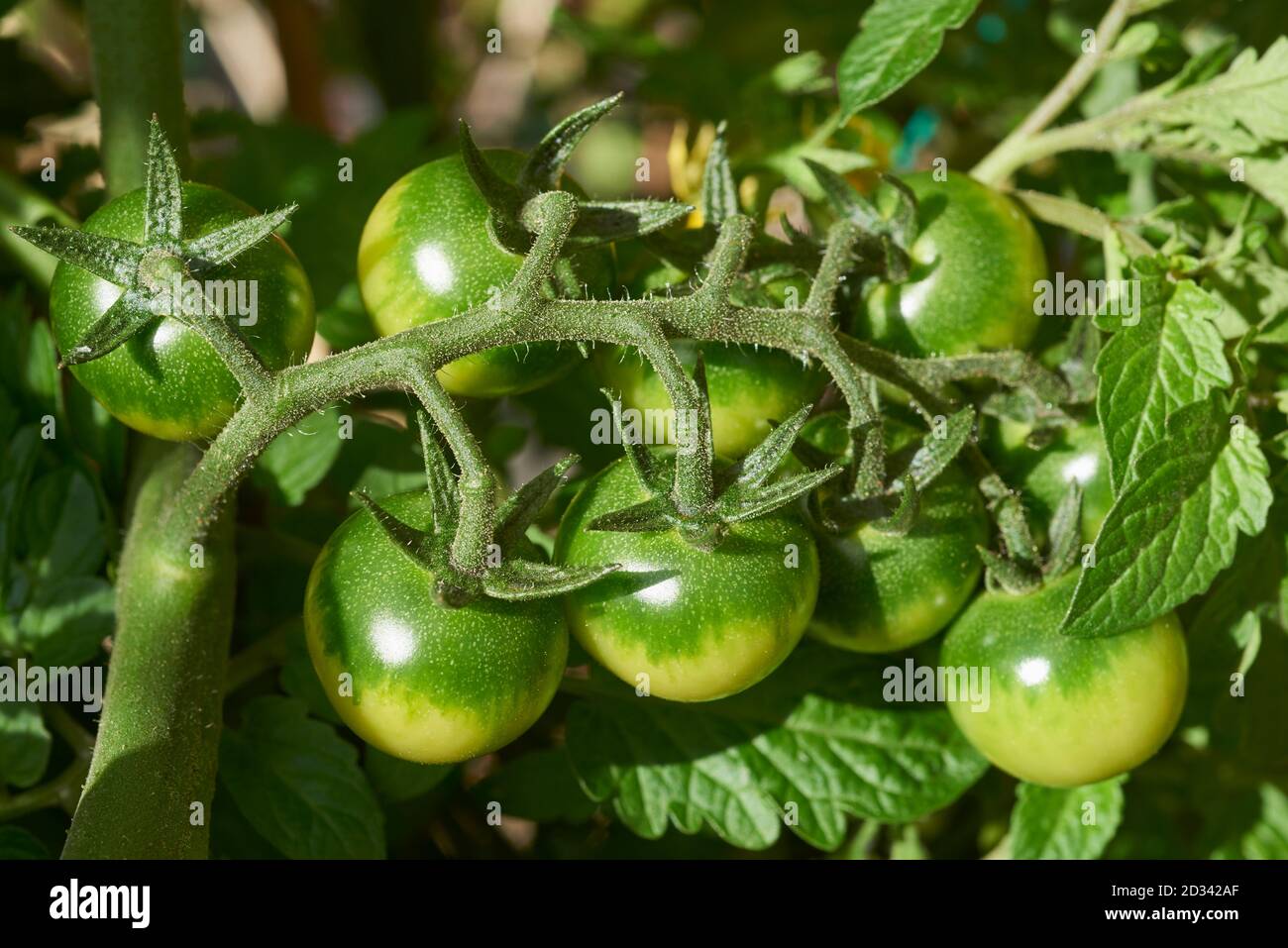 Unreife Tomaten wachsen auf einer Tomatenpflanze im Freien in der Sonnenschein Stockfoto