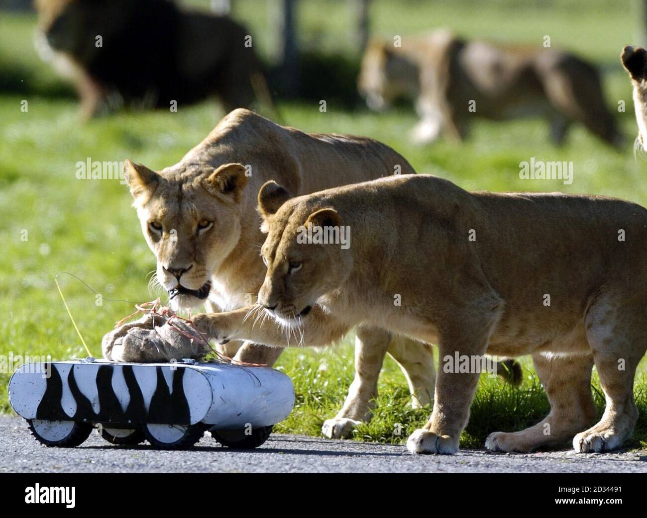 Es riecht nach Zebra, es mag sogar schwarz und weiß sein, aber es sieht nicht so aus wie ein leckerer Snack für diese Löwen, in ihrem Gehege im Blair Drummond Safari Park bei Stirling. Stockfoto