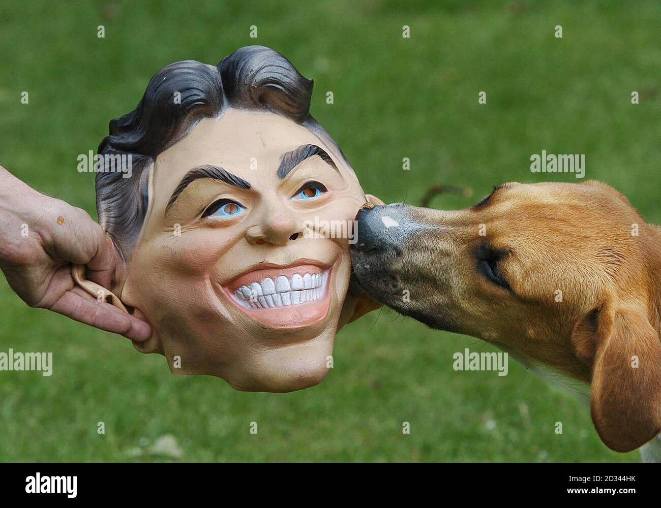 Eine Maske des britischen Premierministers leckt ein Hund auf den York und Ainsty Zwinger, York, als Tausende von Menschen aus ganz Großbritannien waren bereit, nach London abzusteigen morgen für die freie Abstimmung der Abgeordneten über das Verbot Fuchsjagd. Die Abstimmung könnte dazu führen, dass in zwei Jahren ein Verbot in Kraft tritt, denn die Regierung hat deutlich gemacht, dass sie entschlossen ist, jede Opposition im Oberhaus zu unterdrücken. Heute beschuldigte das Bündnis für den ländlichen Raum, das die Demonstration auf dem Parliament Square organisiert, Herrn Blair, die Jagdfrage auszunutzen, um einige seiner Hinterbänkler zu beschwichtigen. Stockfoto